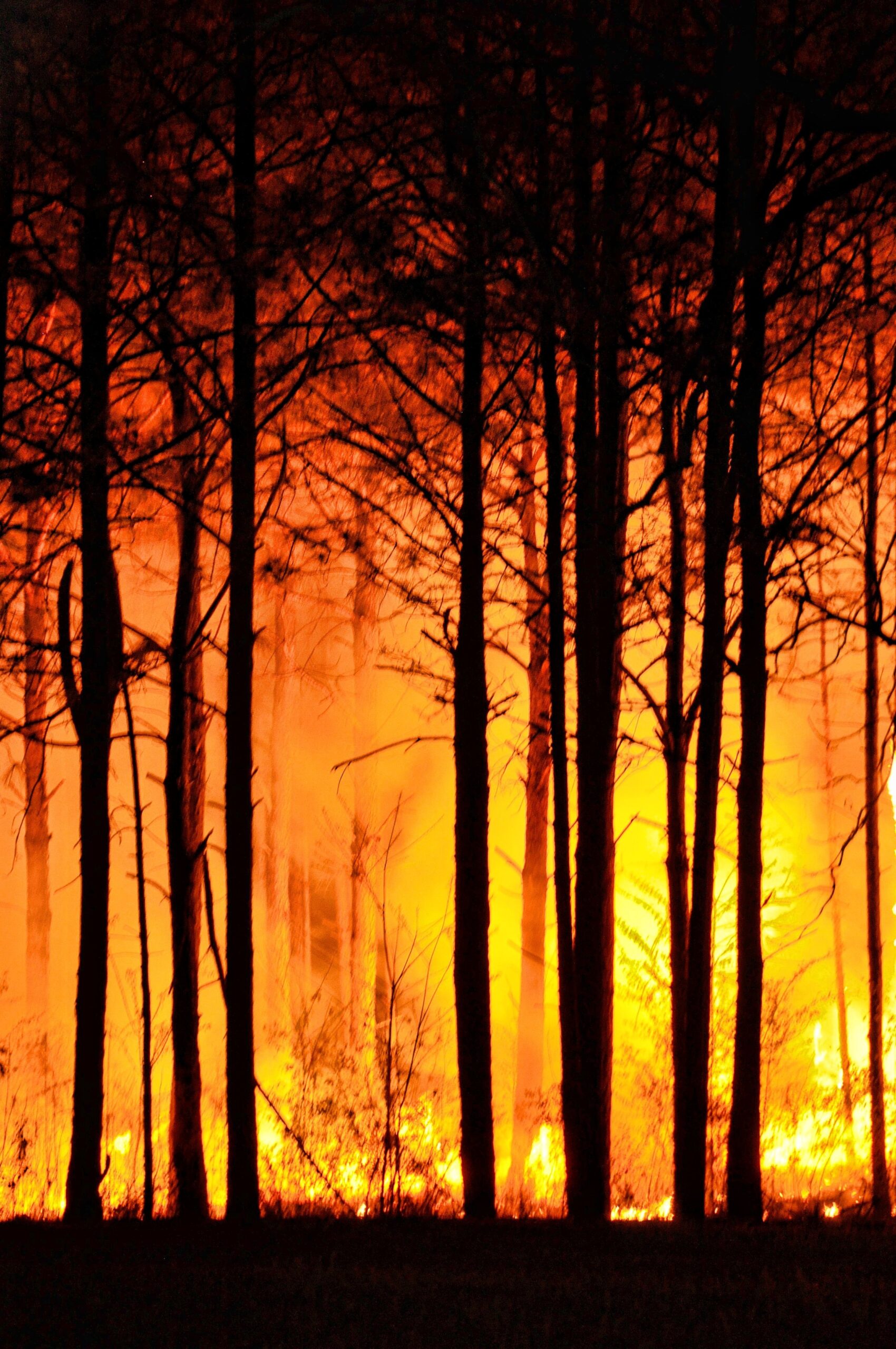 forest-fire-465617