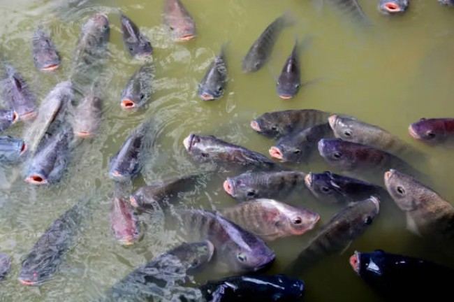 Fish5