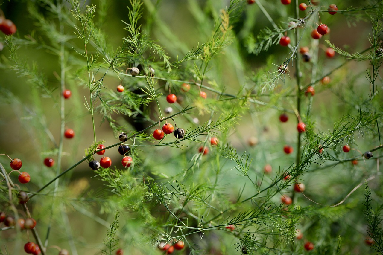 Perennial Vegetables: Plant Once, Harvest for Years