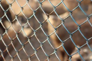 Traps and Snares for Small Game and Fish