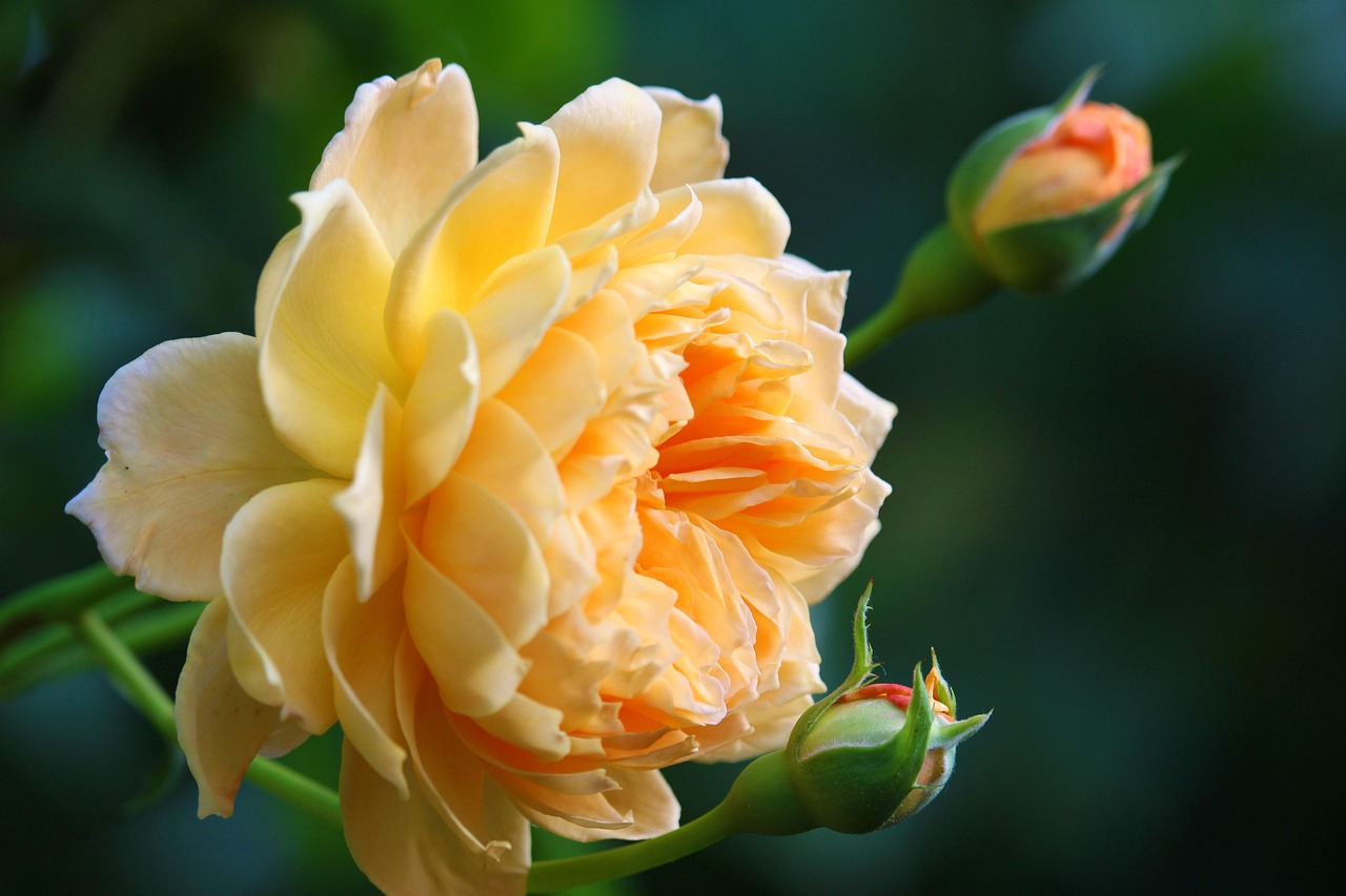 Low-Care Landscape and Groundcover Roses for a Resilient Yard